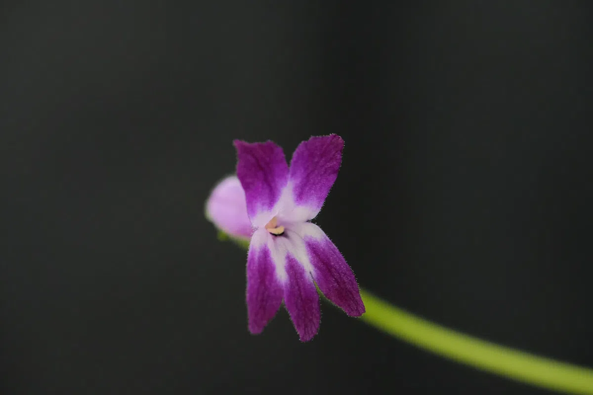 The newest published taxa and newest record of Gesneriaceae from China before 31 December 2020 (7)