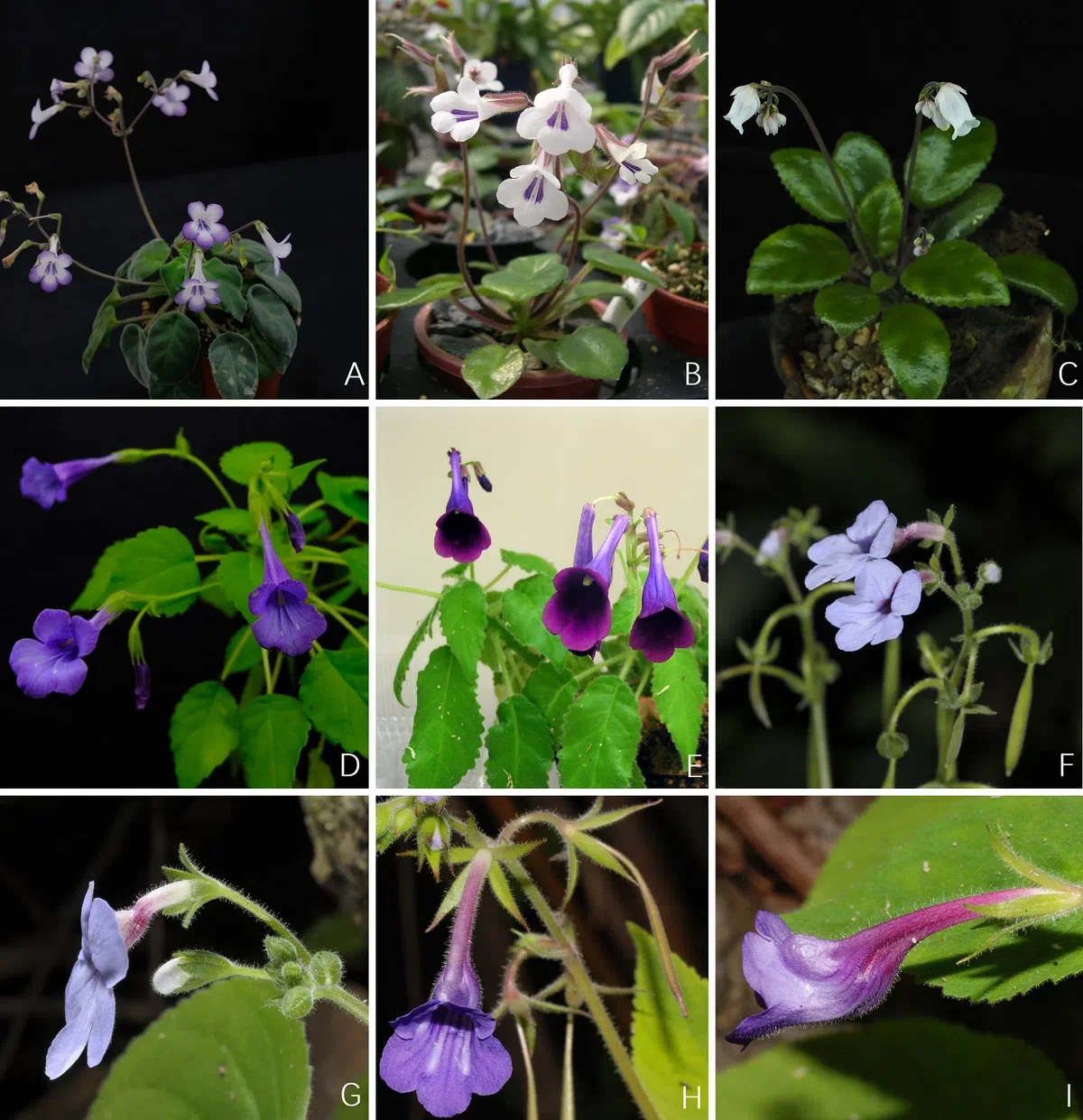 New Research Results from China in 2020 No. 4