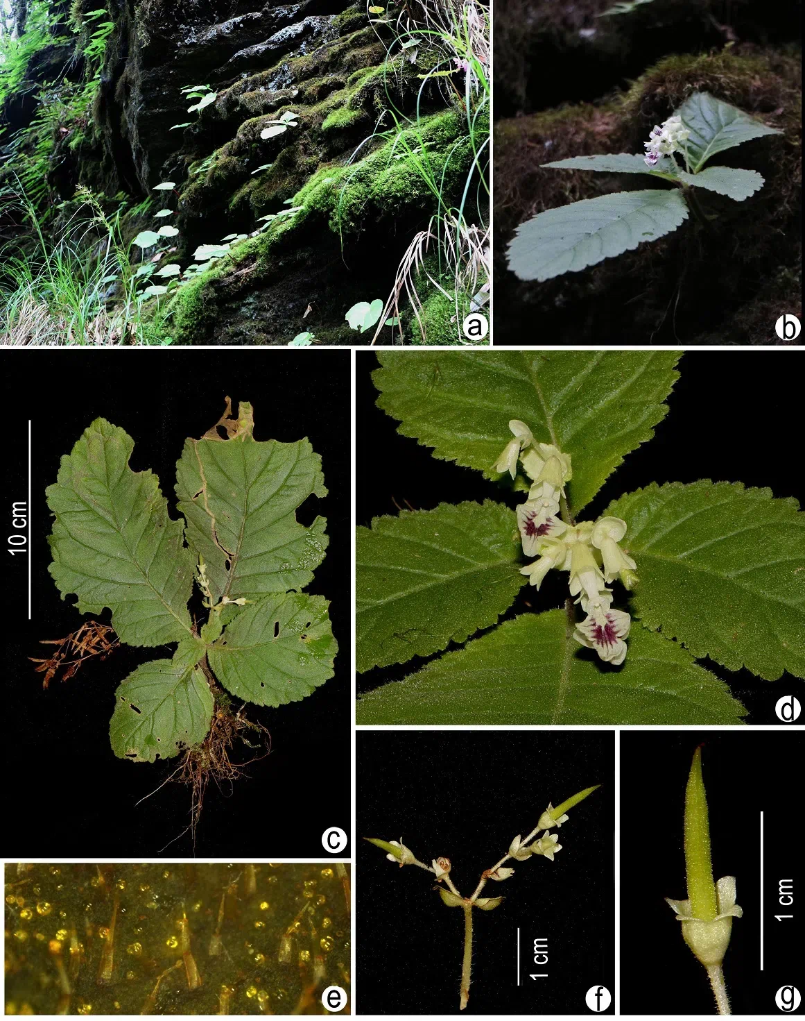 2020年度发表的苦苣苔科植物新种、新分类群和分布新记录(10)