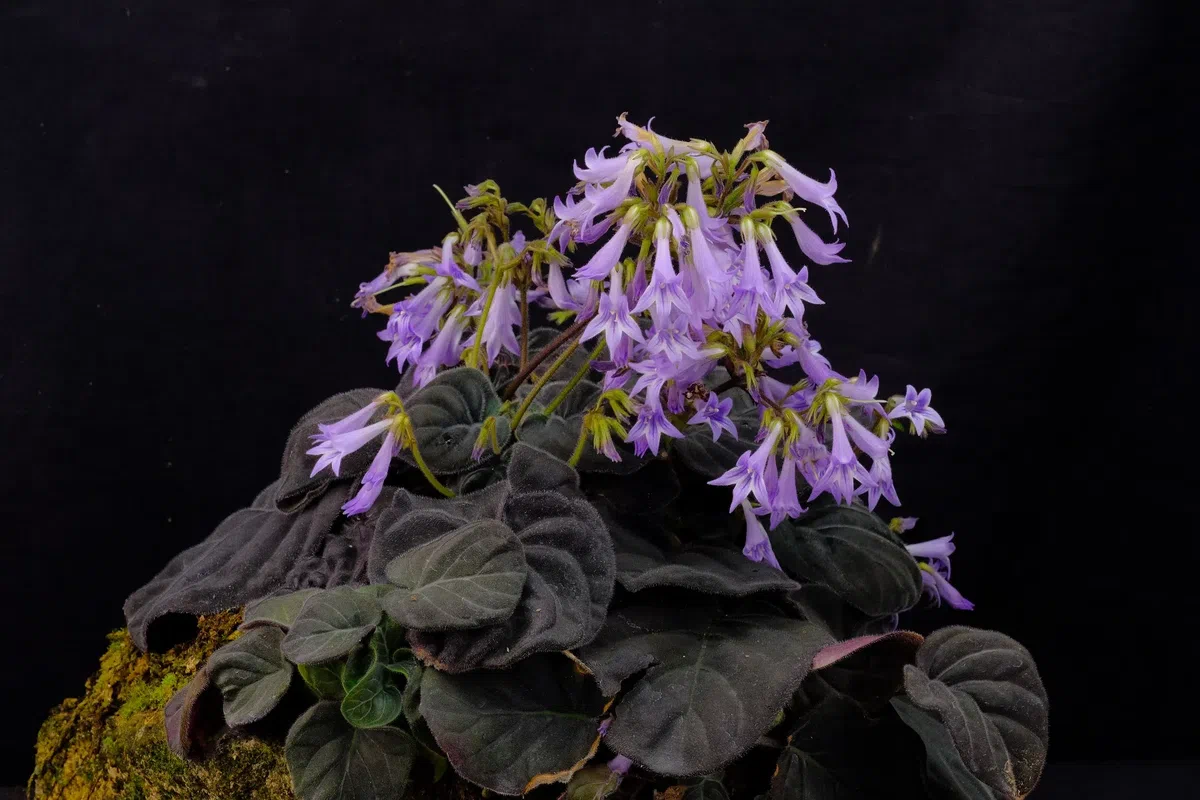 2020年度发表的苦苣苔科植物新种、新分类群和分布新记录(9)