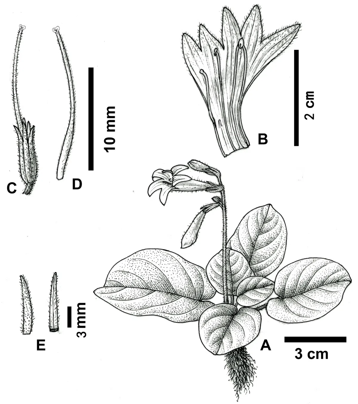 2020年度发表的苦苣苔科植物新种、新分类群和分布新记录(9)