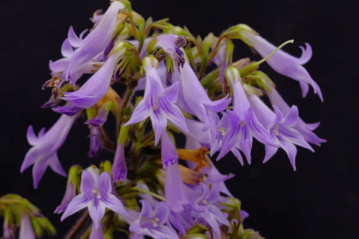 2020年度发表的苦苣苔科植物新种、新分类群和分布新记录(9)