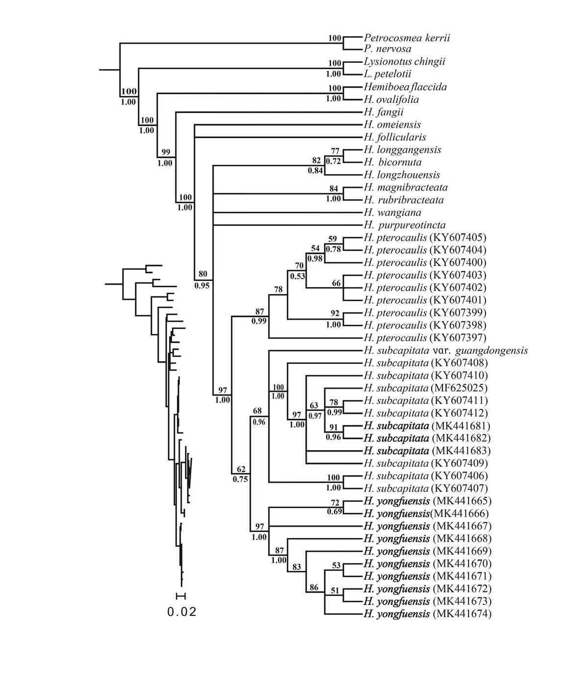 2020年度发表的苦苣苔科植物新种、新分类群和分布新记录(8)