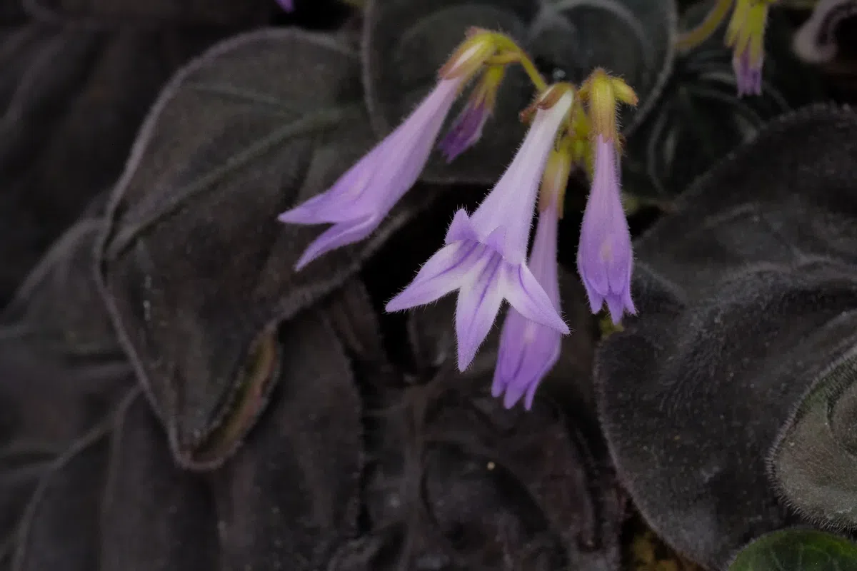 2020年度发表的苦苣苔科植物新种、新分类群和分布新记录(9)