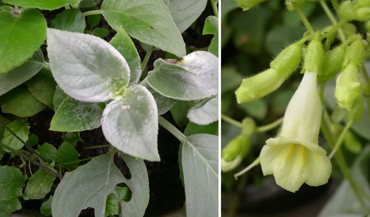 New Research Results from China in 2020(5)