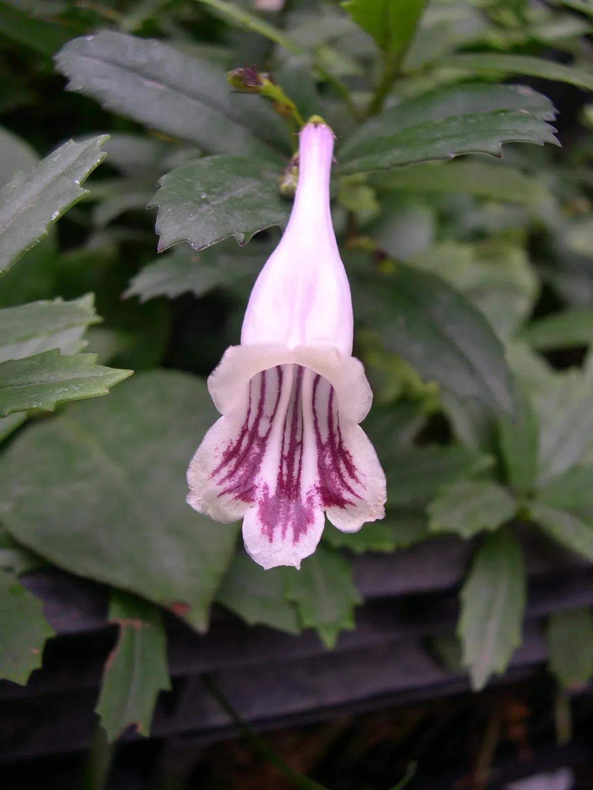 New Research Results from China in 2020(5)