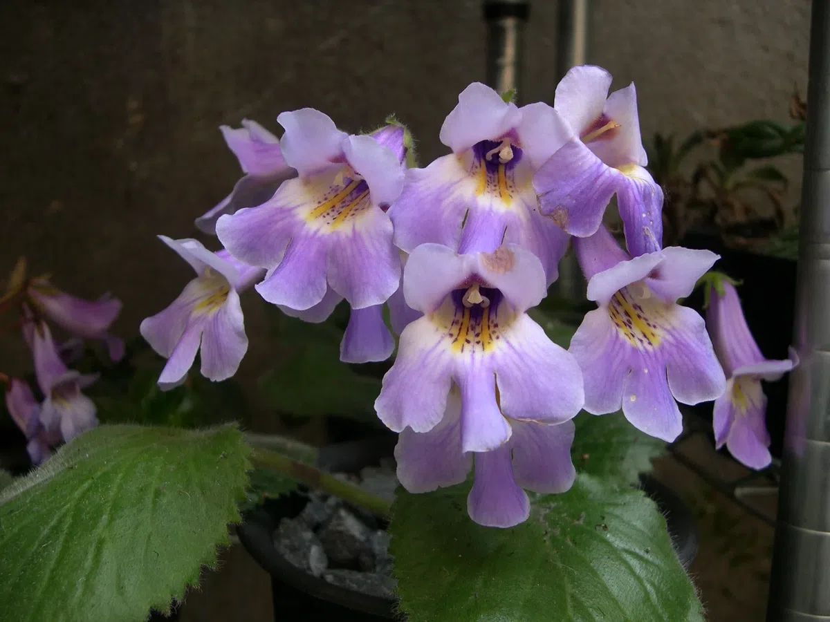 New Research Results from China in 2020(5)