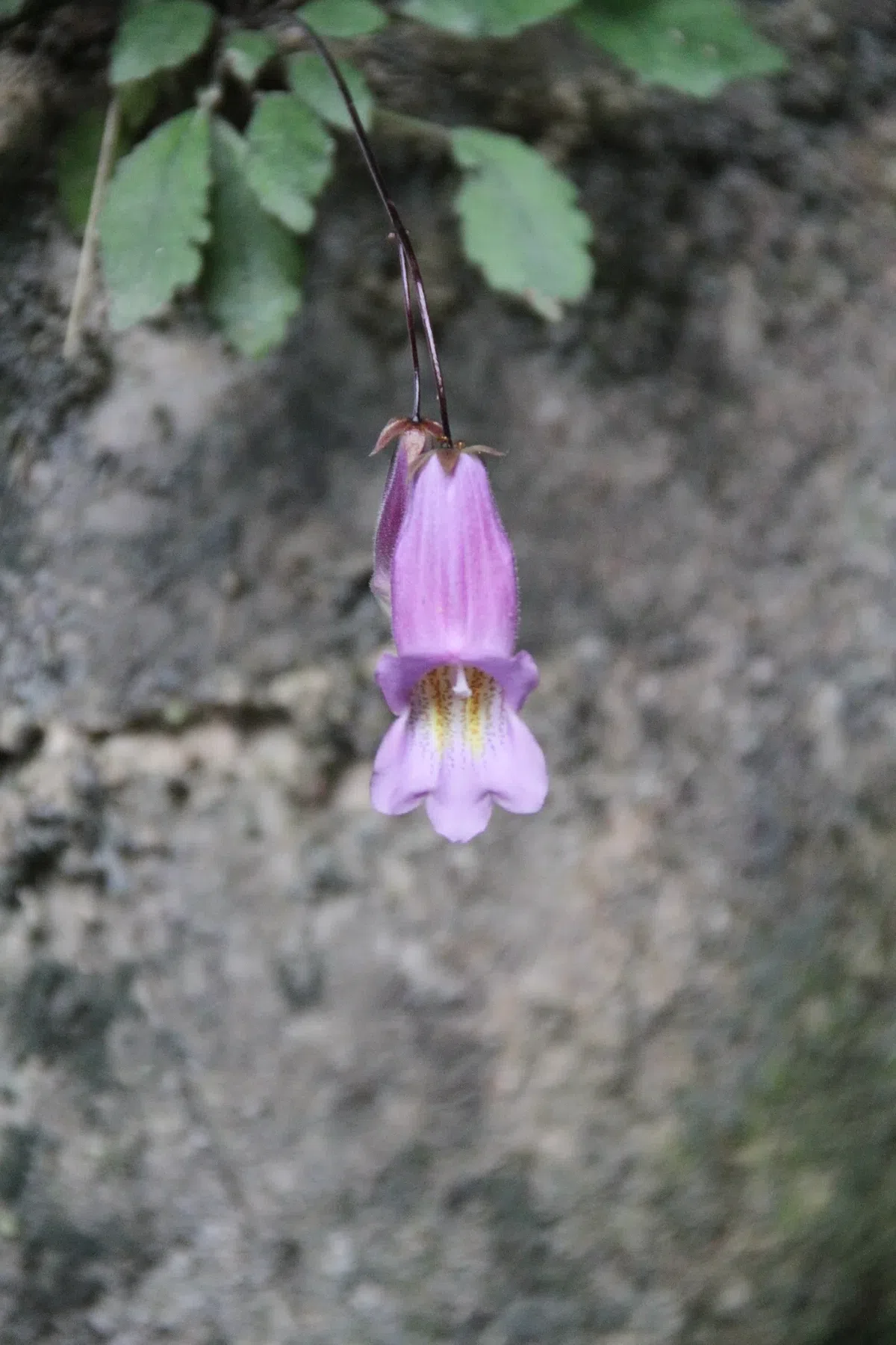 New Research Results from China in 2020(5)