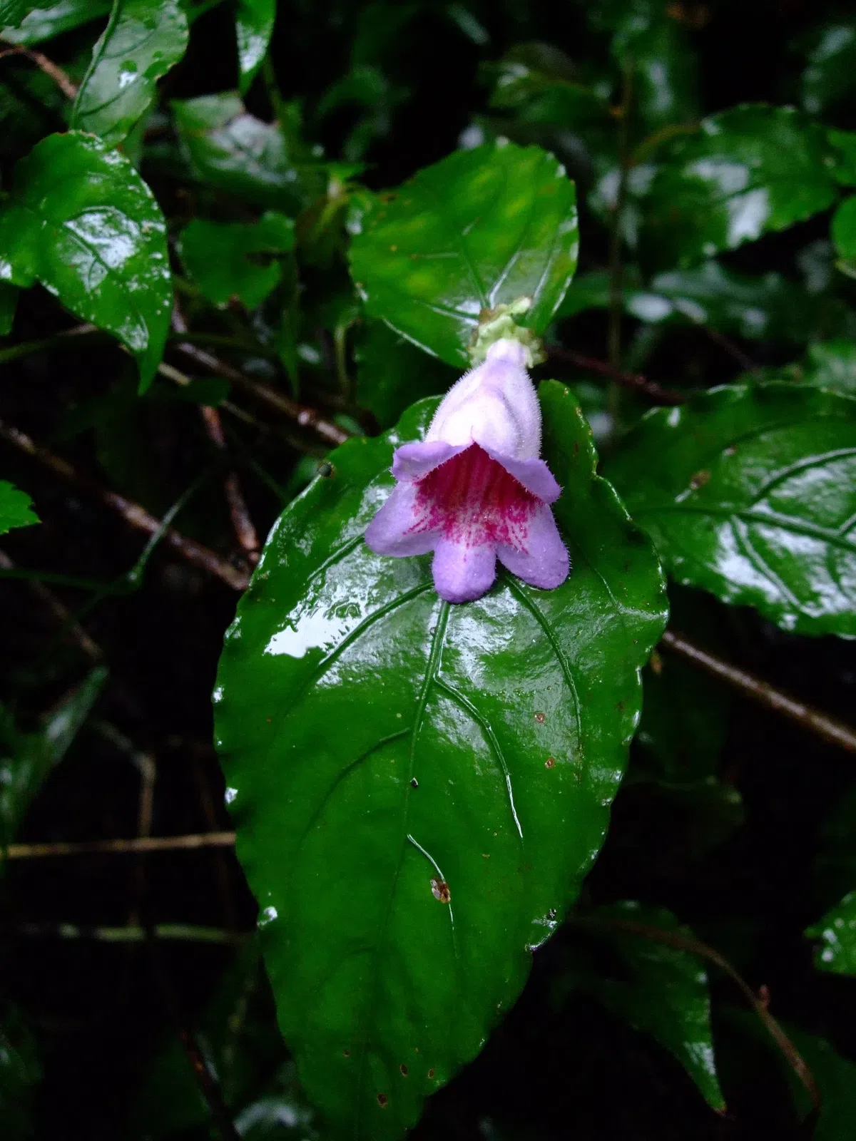 New Research Results from China in 2020(5)