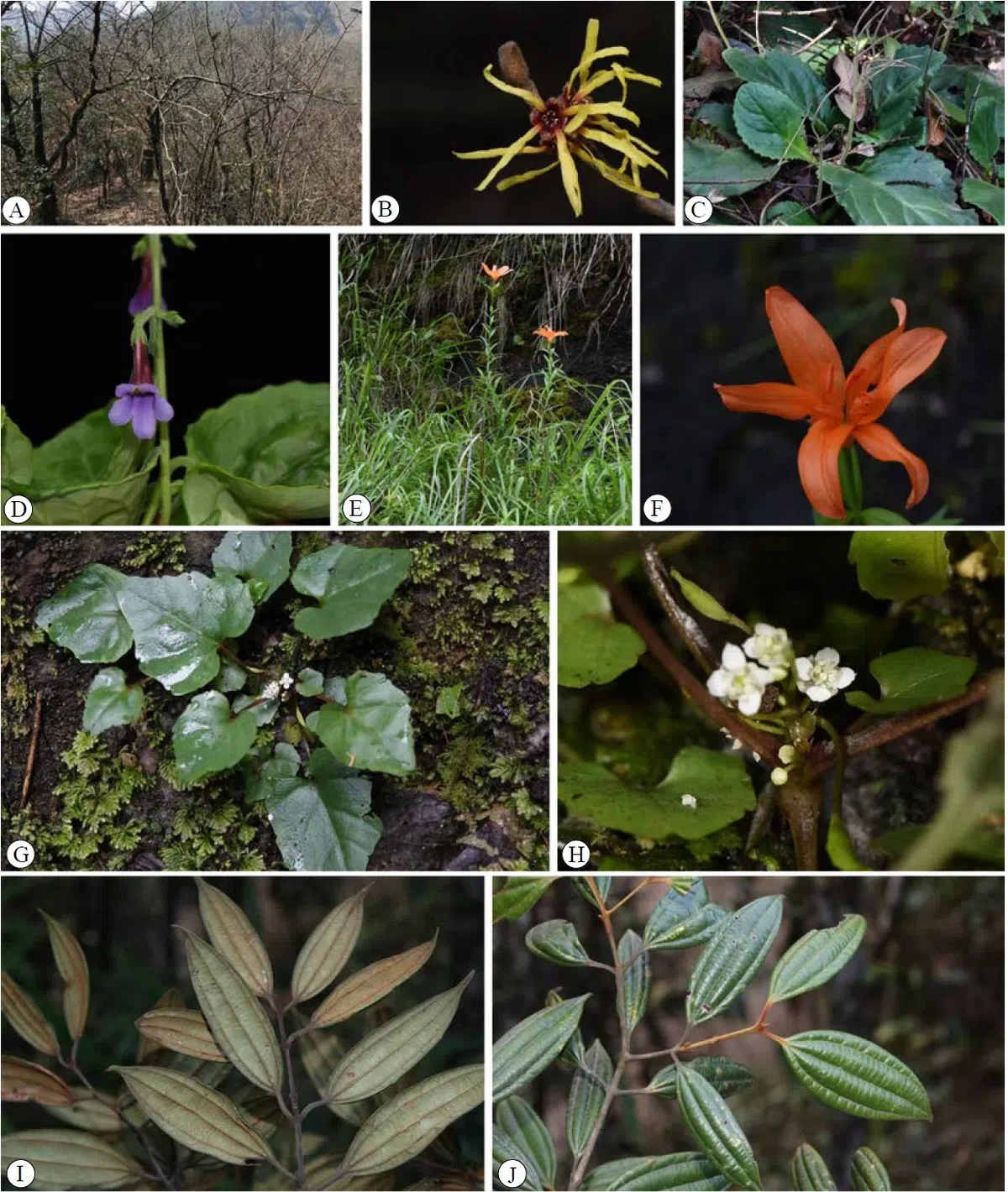 2020年度发表的苦苣苔科植物新种、新分类群和分布新记录(11)