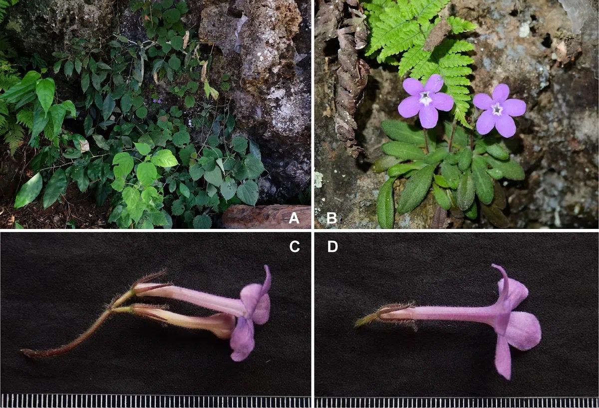 2020年度发表的苦苣苔科植物新种、新分类群和分布新记录(12)