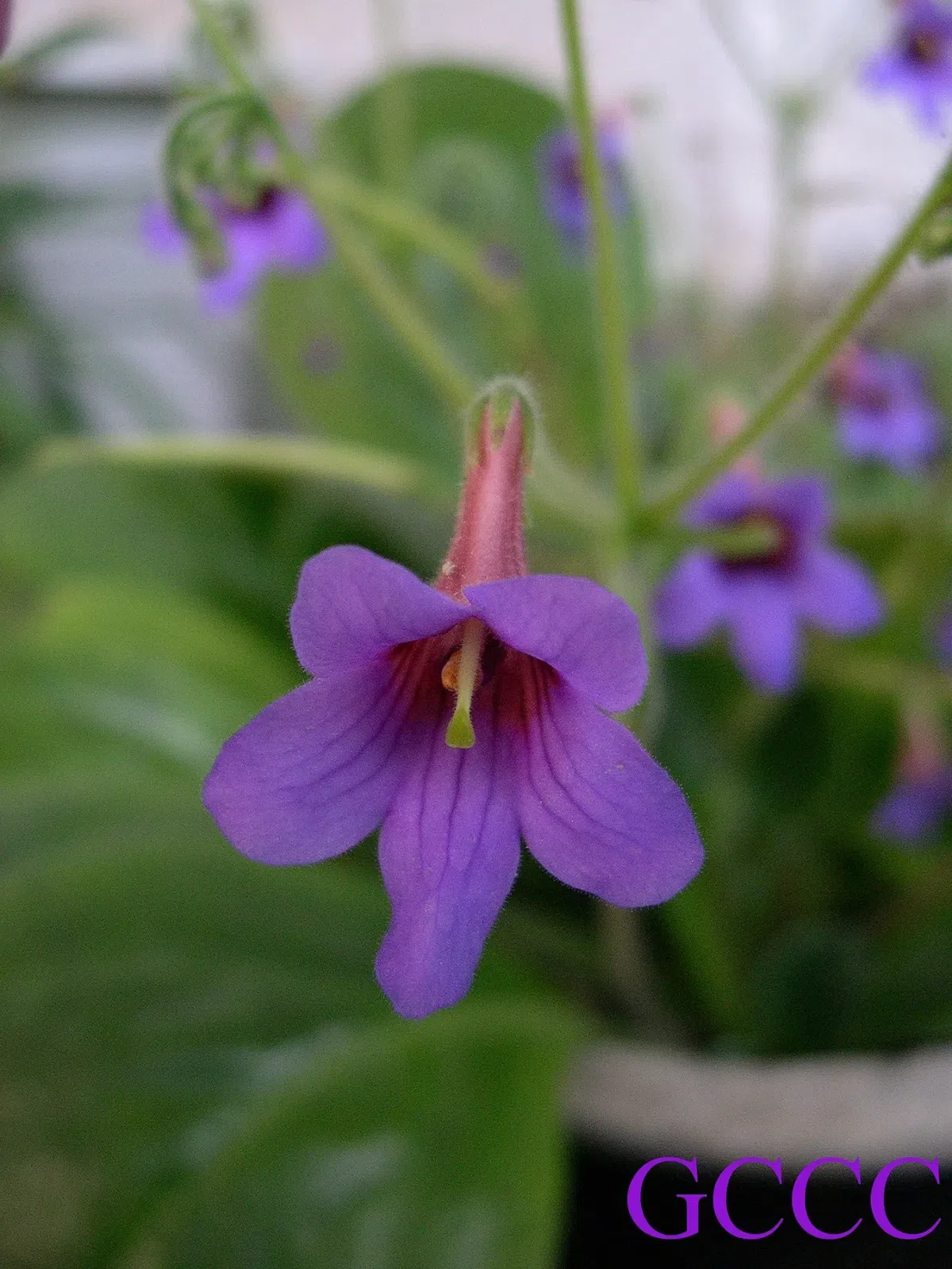 2020年度发表的苦苣苔科植物新种、新分类群和分布新记录(11)