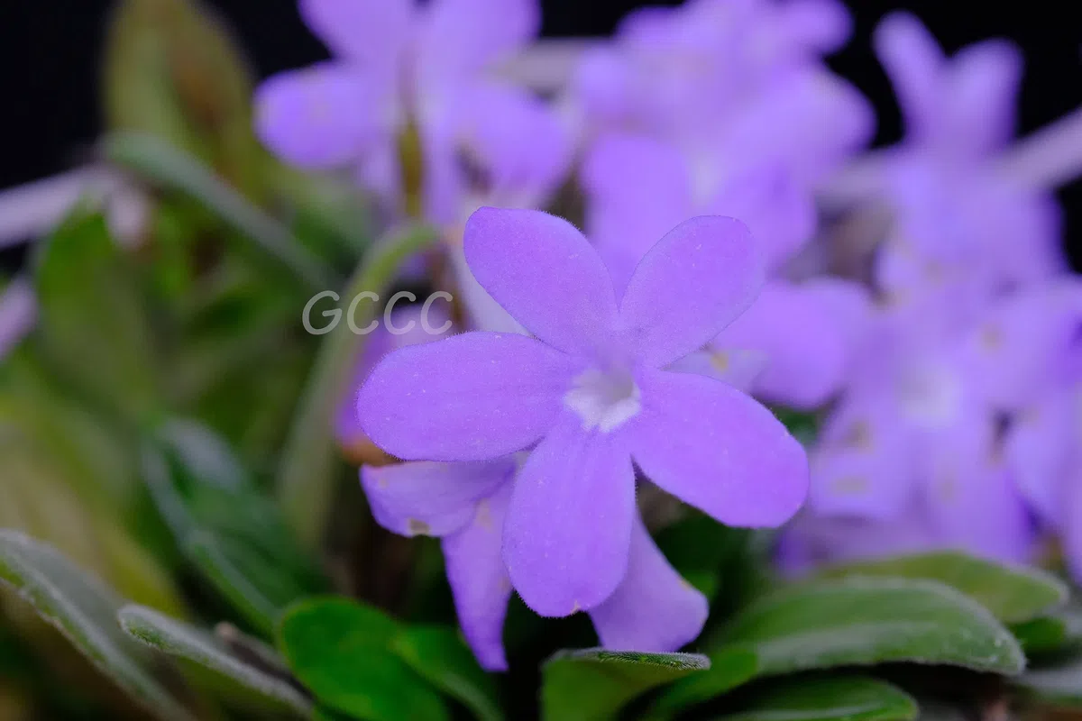 2020年度发表的苦苣苔科植物新种、新分类群和分布新记录(12)