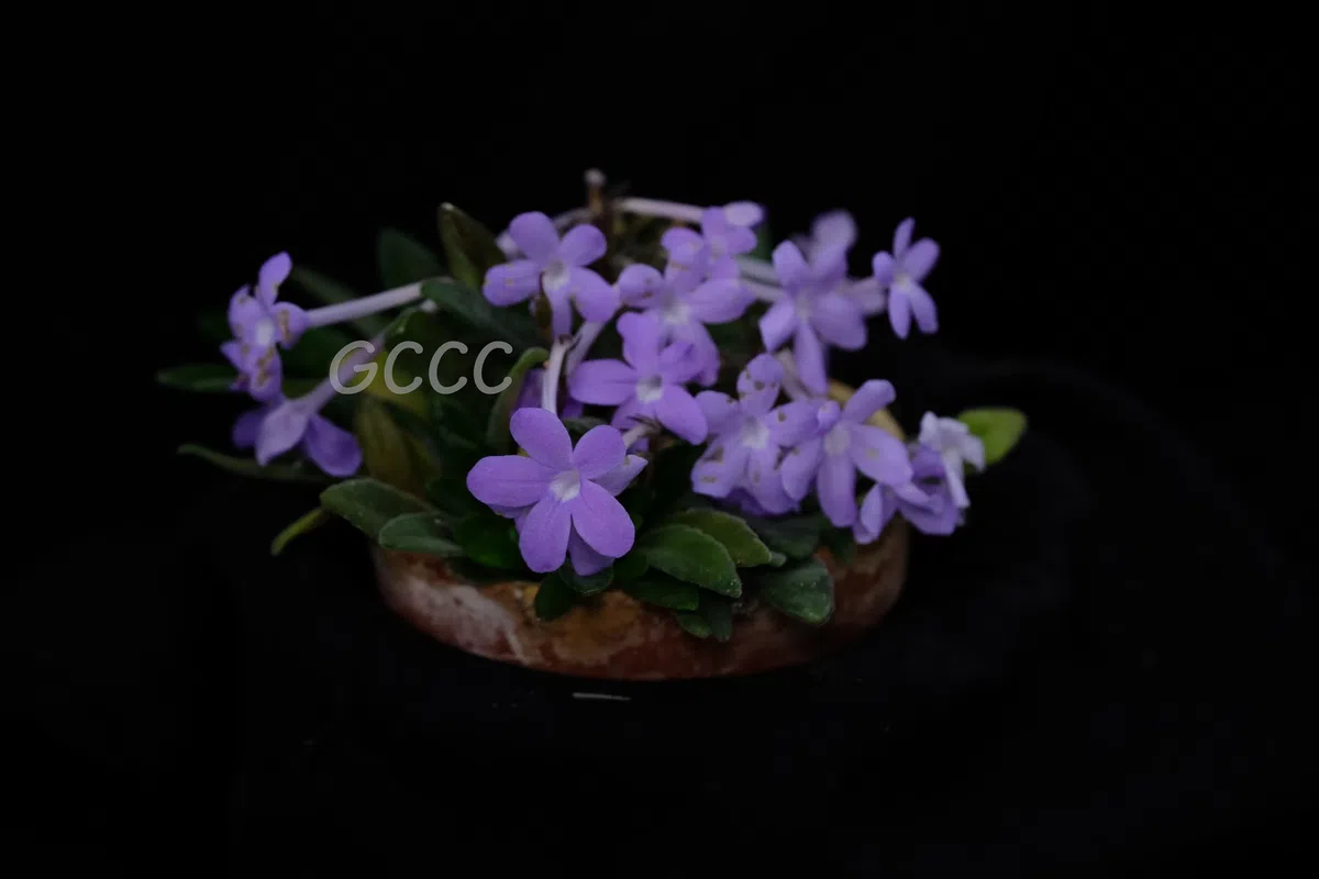 2020年度发表的苦苣苔科植物新种、新分类群和分布新记录(12)