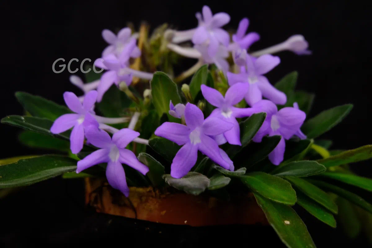 2020年度发表的苦苣苔科植物新种、新分类群和分布新记录(12)