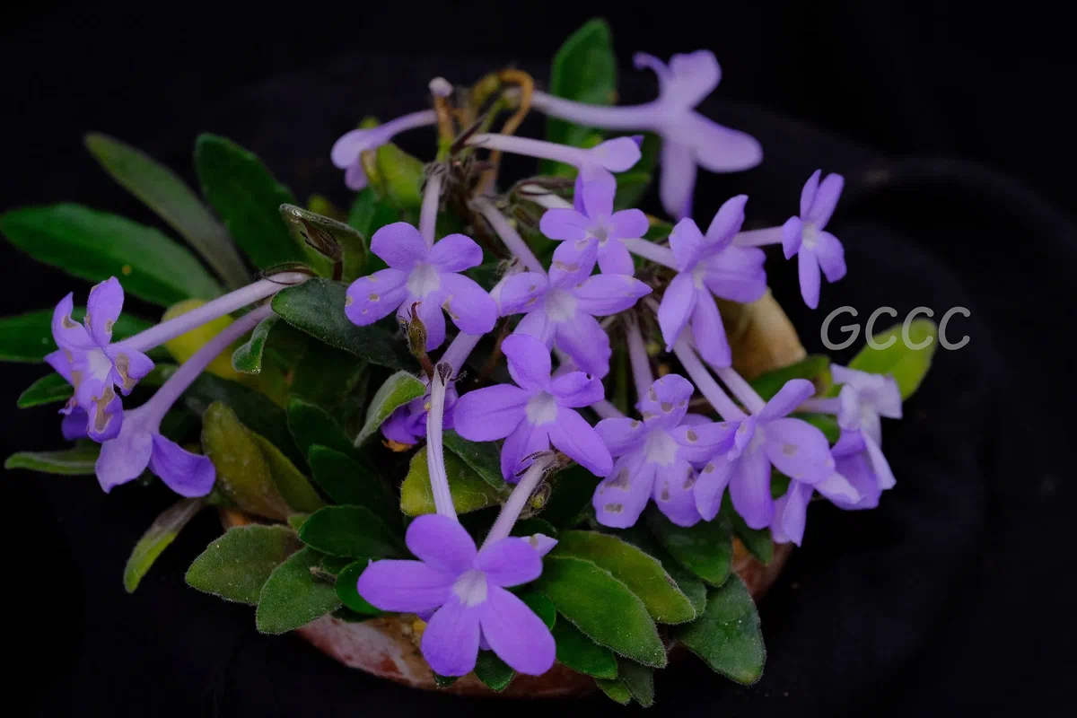 2020年度发表的苦苣苔科植物新种、新分类群和分布新记录(12)