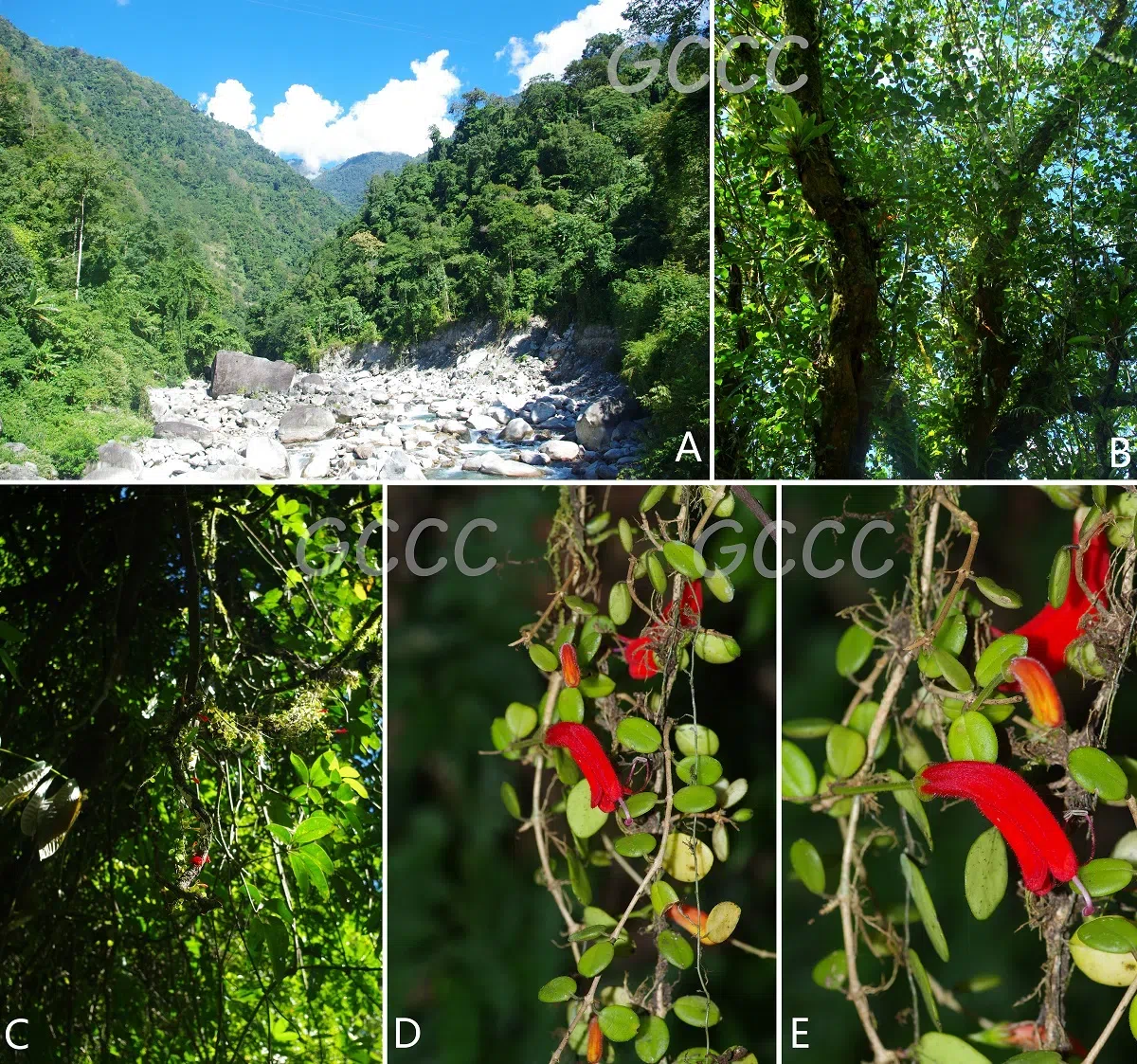 2020年度发表的苦苣苔科植物新种、新分类群和分布新记录(13)