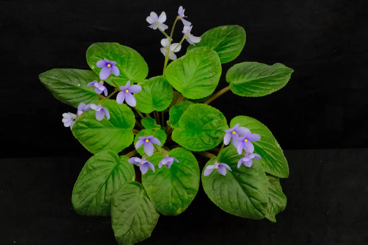 专家带你认类群——苦苣苔科植物的大世界(上)