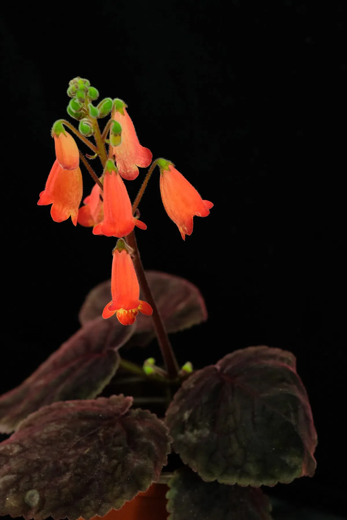 专家带你认类群——苦苣苔科植物的大世界(上)