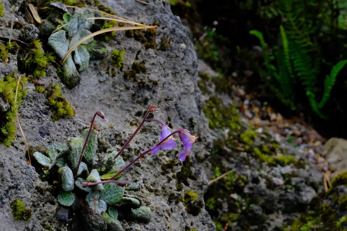 专家带你认类群——苦苣苔科植物的大世界(中)
