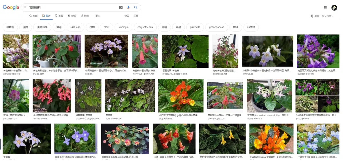 专家带你认类群——苦苣苔科植物的大世界(上)