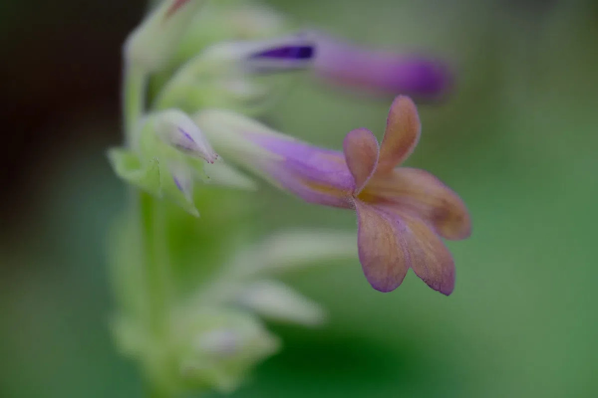 专家带你认类群——苦苣苔科植物的大世界(下)