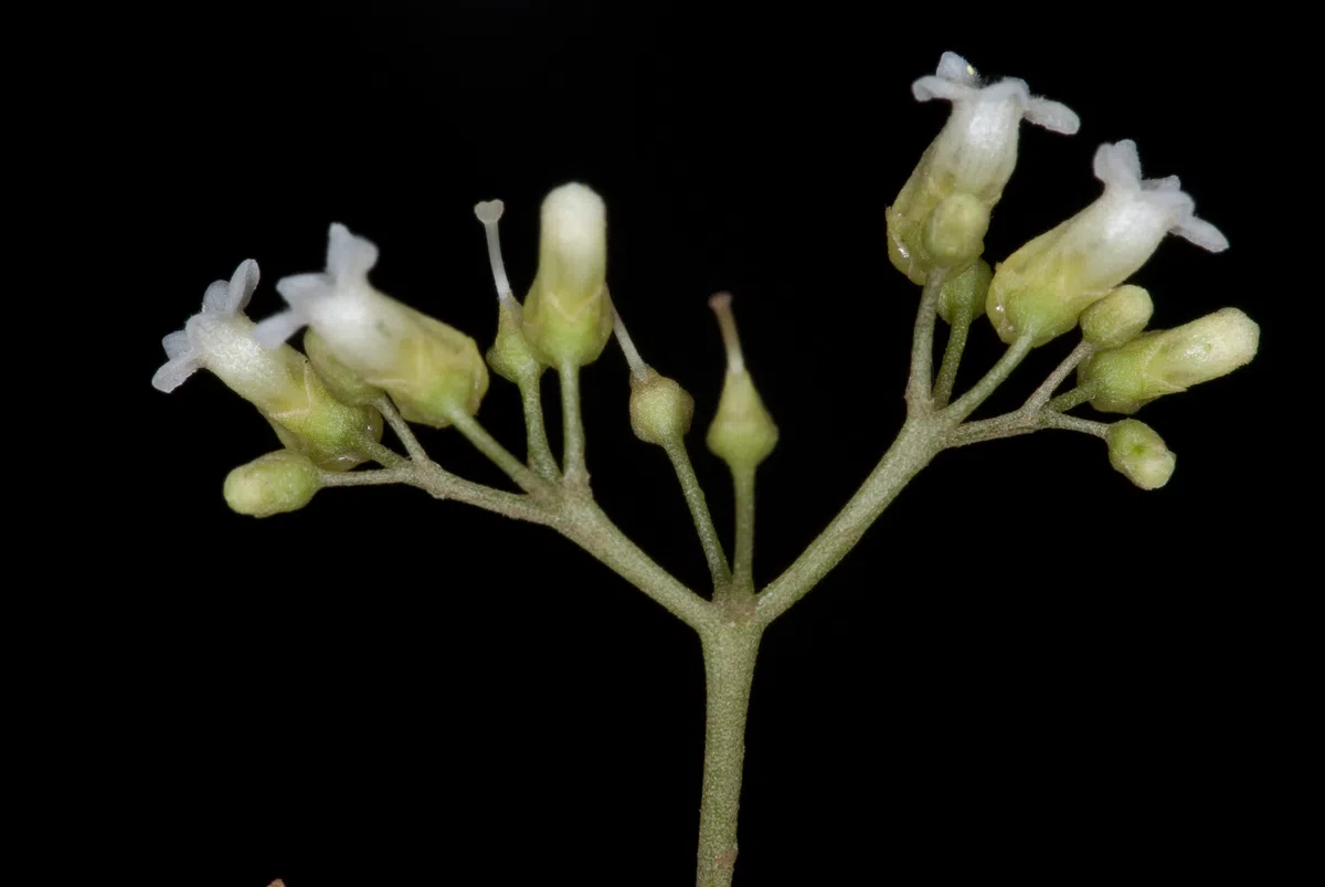 专家带你认类群——苦苣苔科植物的大世界(下)