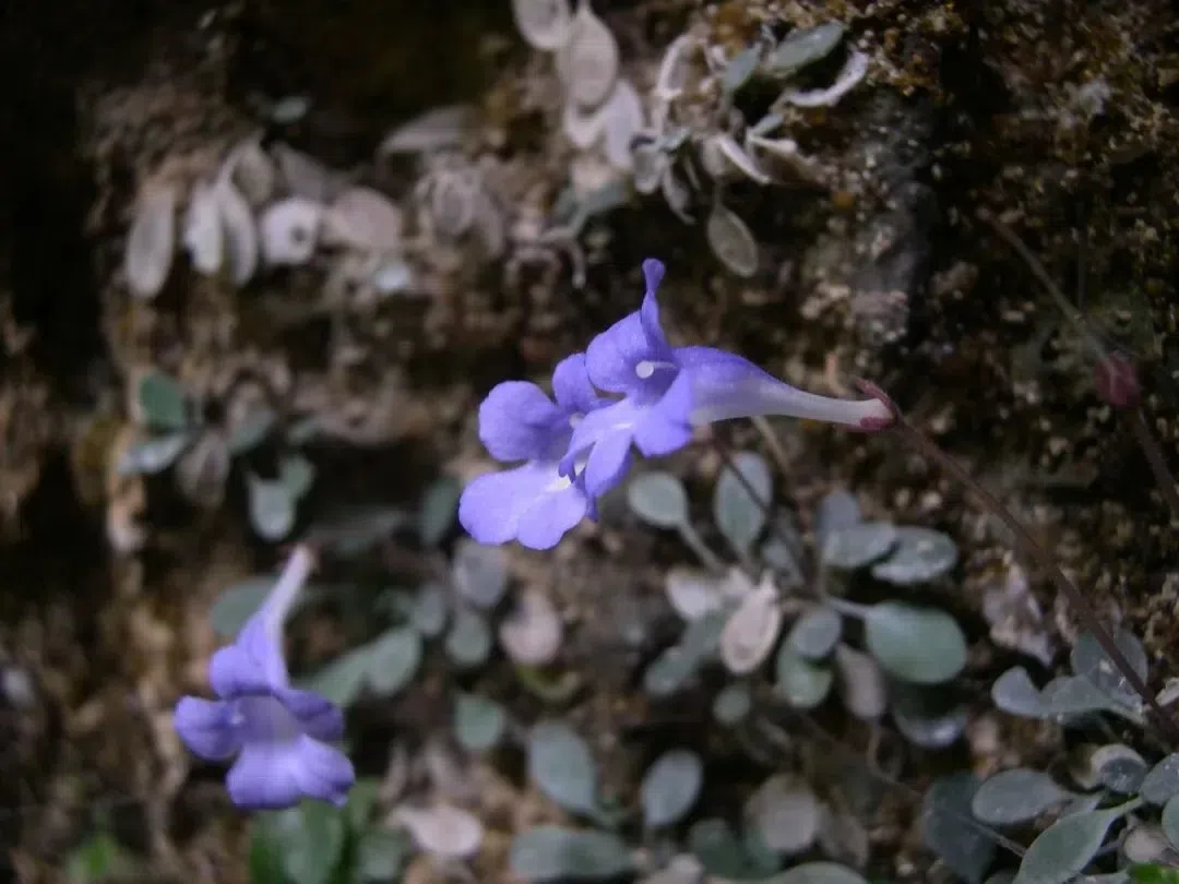 专家带你认类群——苦苣苔科植物的大世界(下)