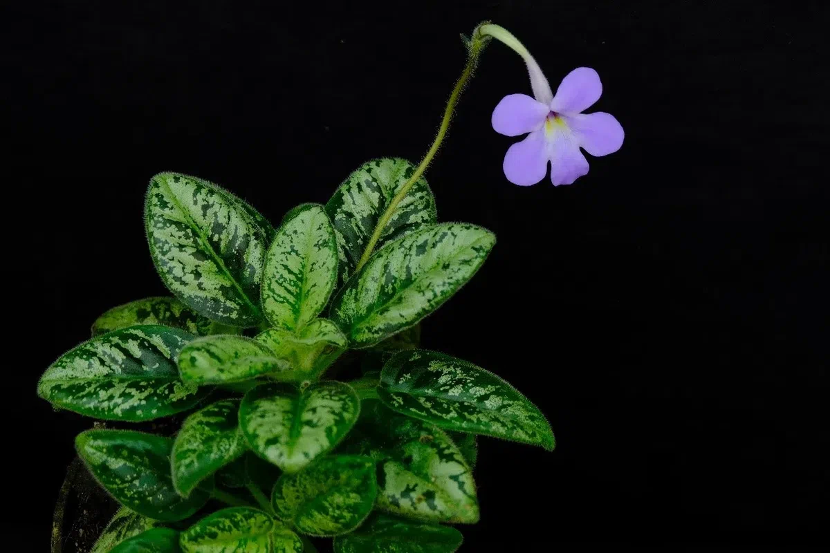 专家带你认类群——苦苣苔科植物的大世界(下)