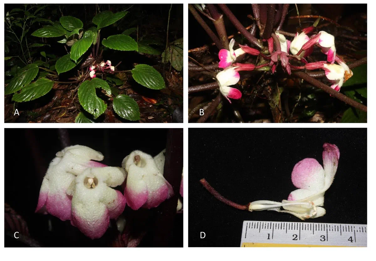 专家带你认类群——苦苣苔科植物的大世界(下)