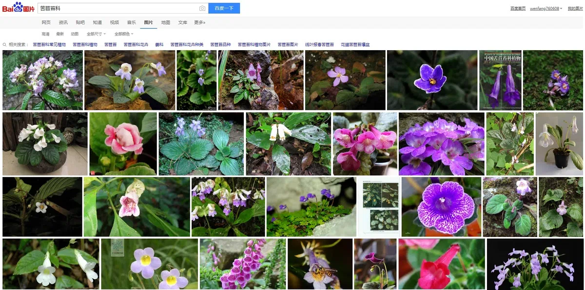 专家带你认类群——苦苣苔科植物的大世界(上)