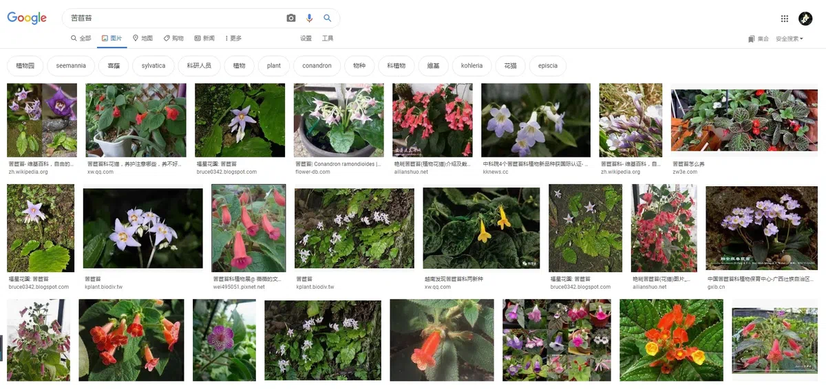 专家带你认类群——苦苣苔科植物的大世界(上)