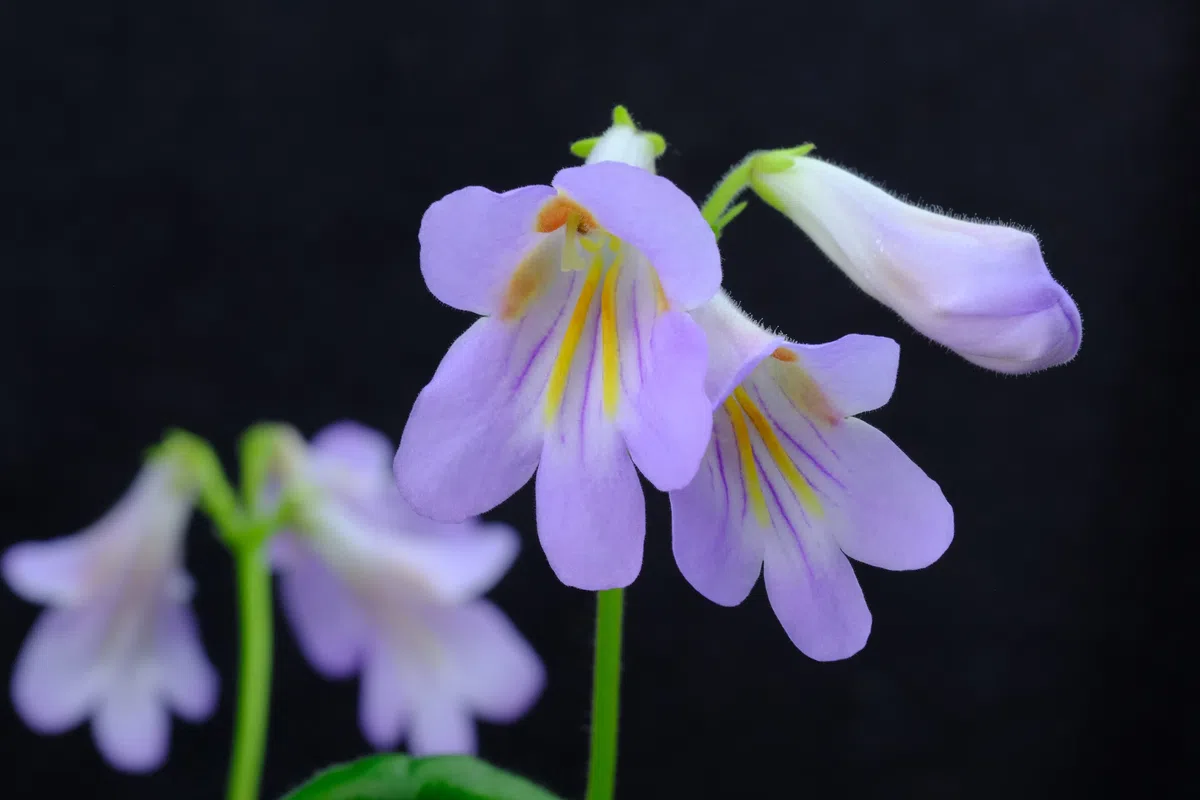 专家带你认类群——苦苣苔科植物的大世界(下)