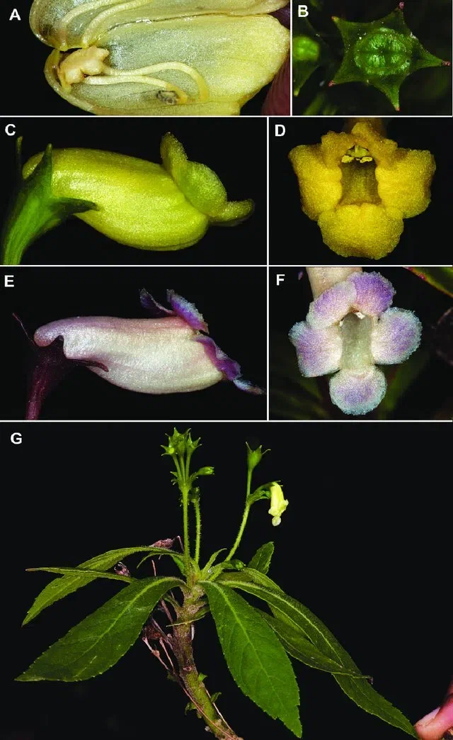 专家带你认类群——苦苣苔科植物的大世界(上)