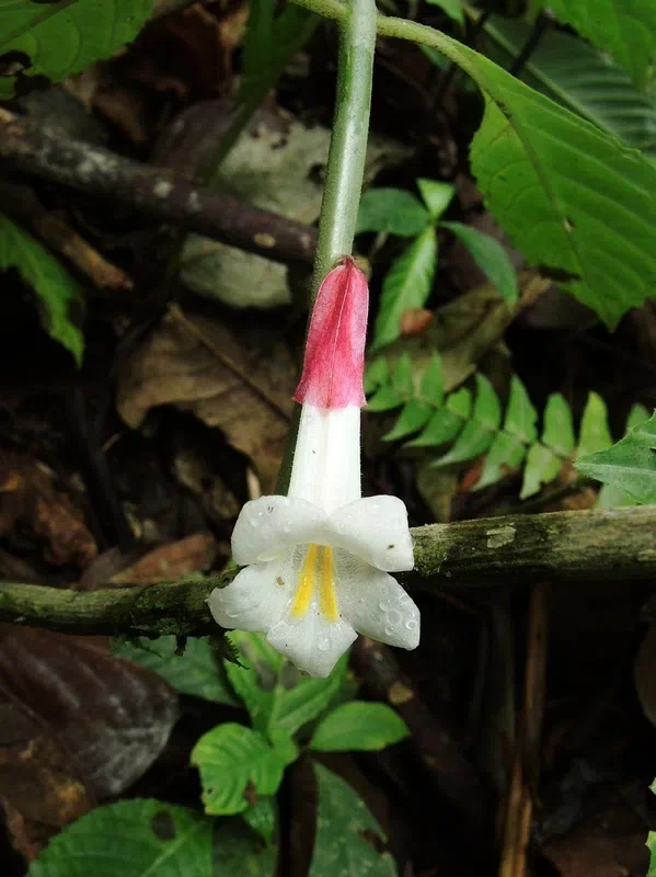 专家带你认类群——苦苣苔科植物的大世界(中)