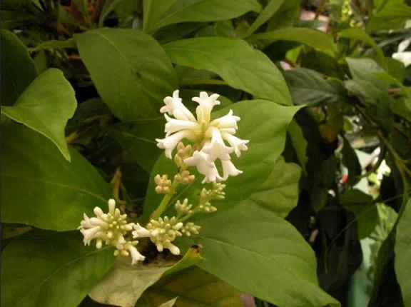 专家带你认类群——苦苣苔科植物的大世界(中)