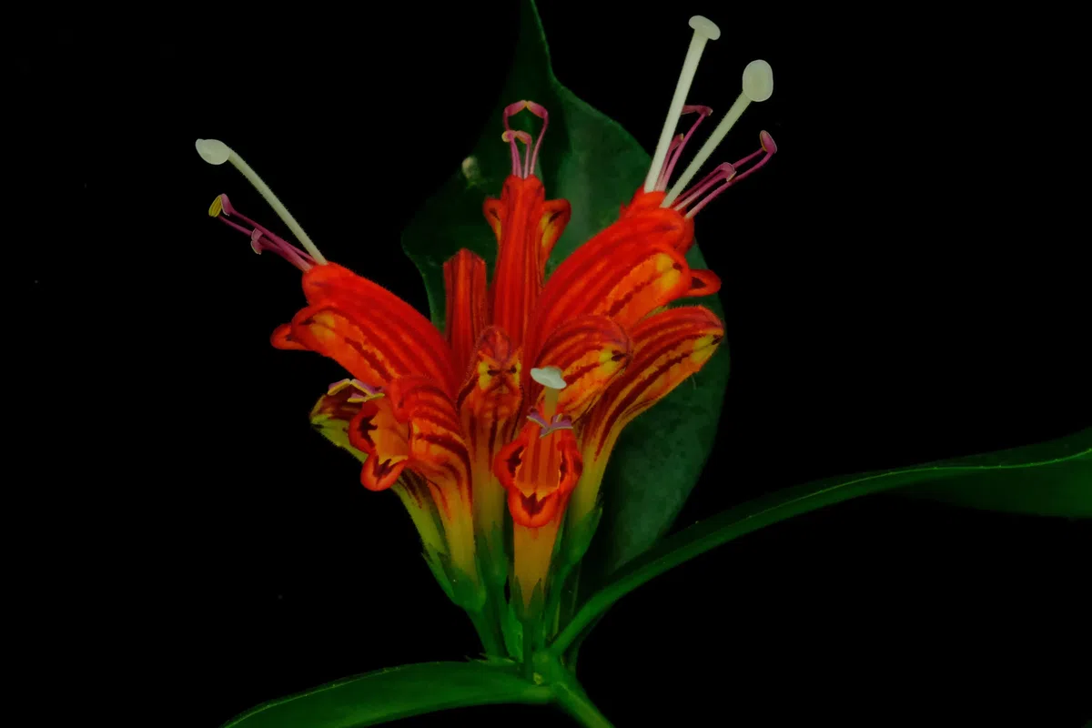 专家带你认类群——苦苣苔科植物的大世界(上)