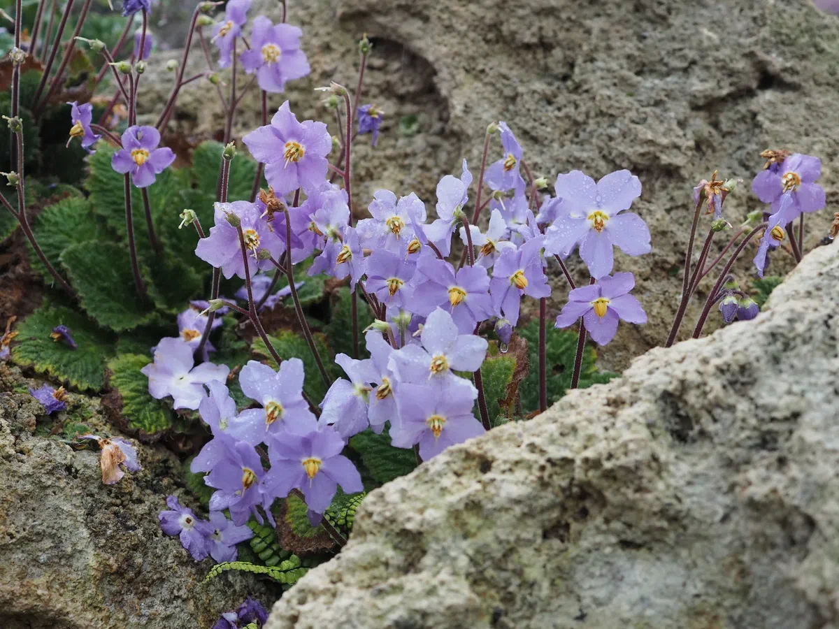专家带你认类群——苦苣苔科植物的大世界(中)