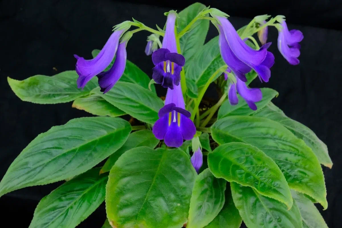 专家带你认类群——苦苣苔科植物的大世界(下)