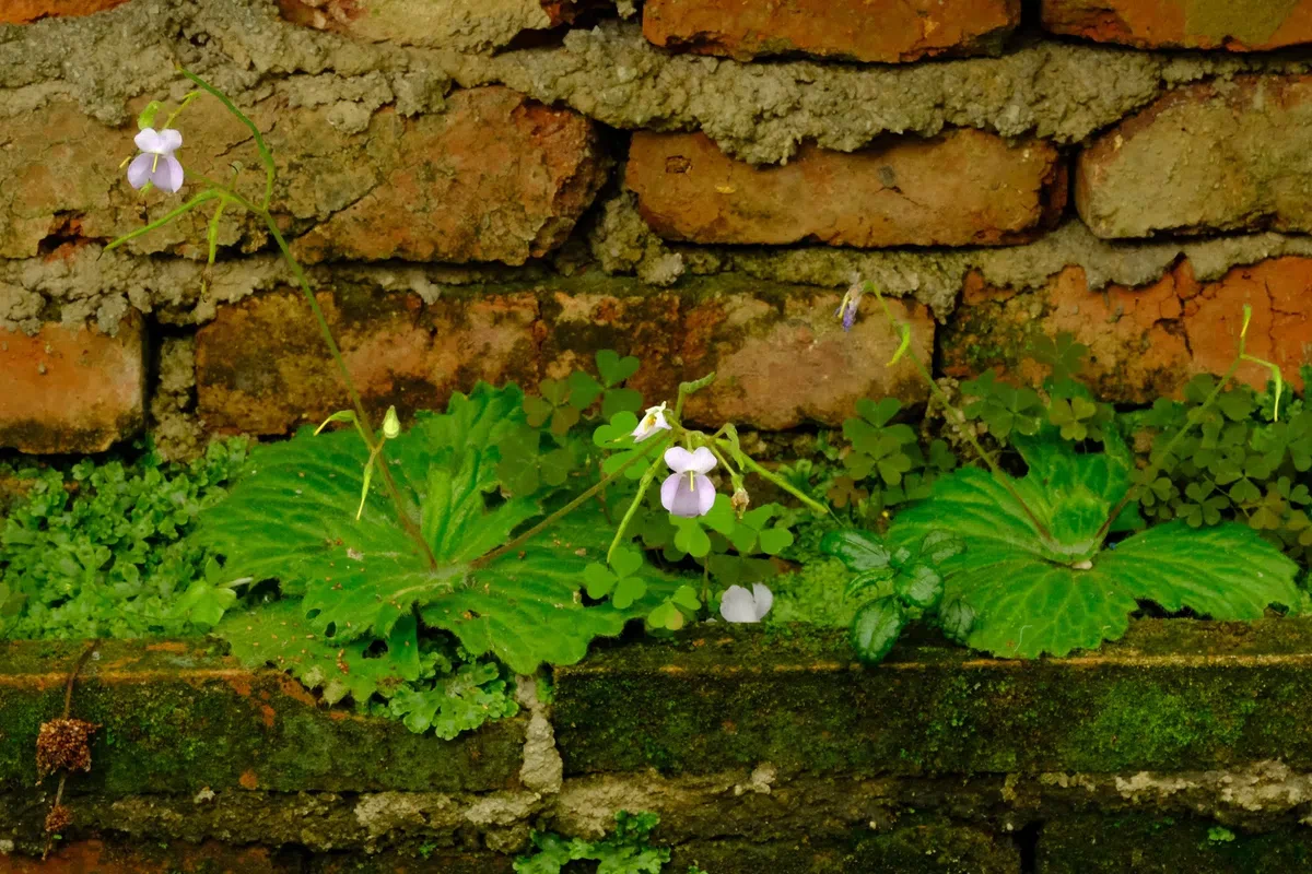 专家带你认类群——苦苣苔科植物的大世界(上)