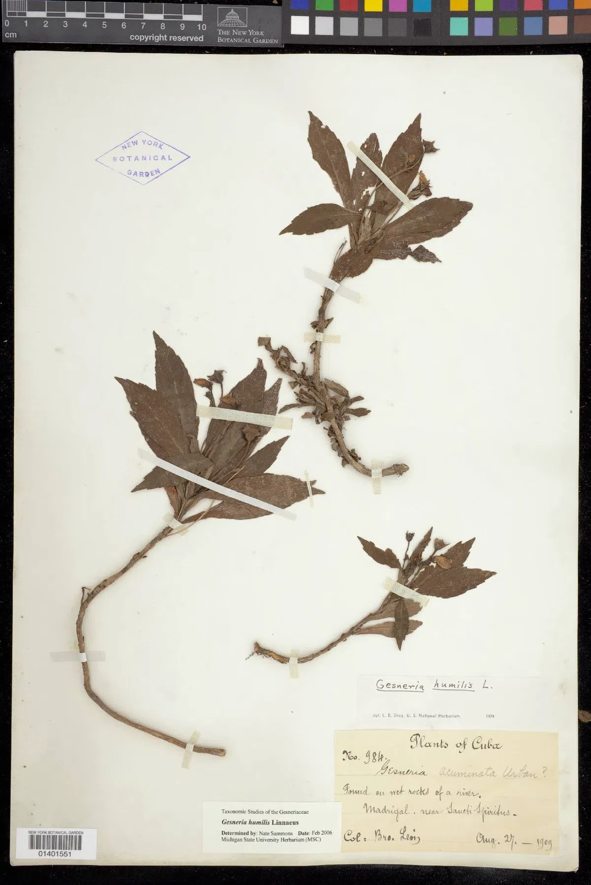 专家带你认类群——苦苣苔科植物的大世界(上)