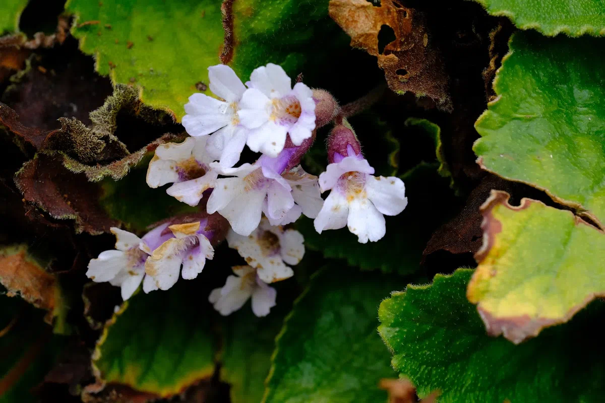 专家带你认类群——苦苣苔科植物的大世界(中)