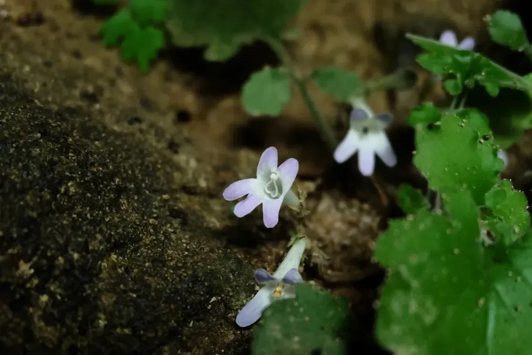 专家带你认类群——苦苣苔科植物的大世界(下)