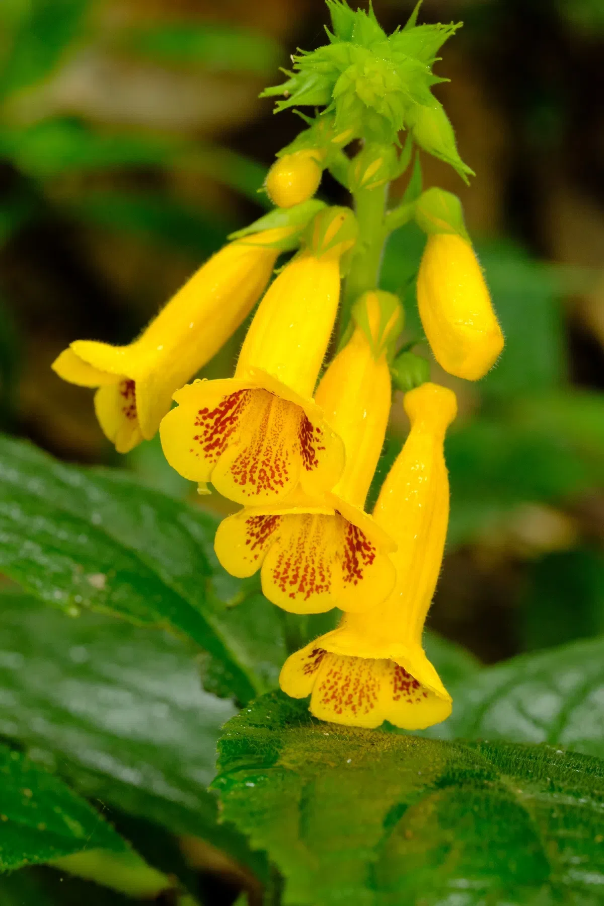 专家带你认类群——苦苣苔科植物的大世界(中)