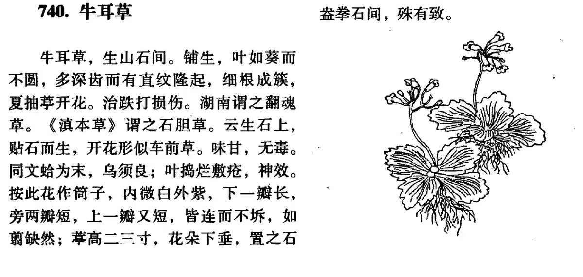 专家带你认类群——苦苣苔科植物的大世界(上)