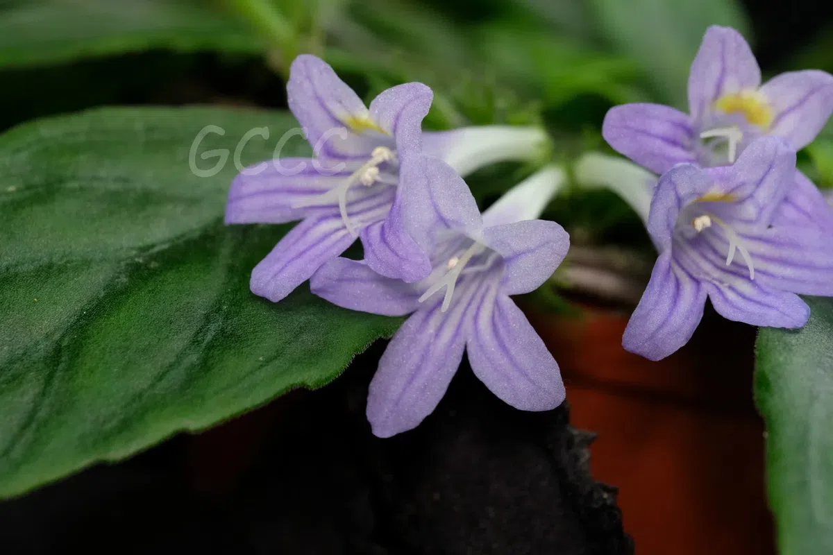 2020年度发表的苦苣苔科植物新种、新分类群和分布新记录(15)