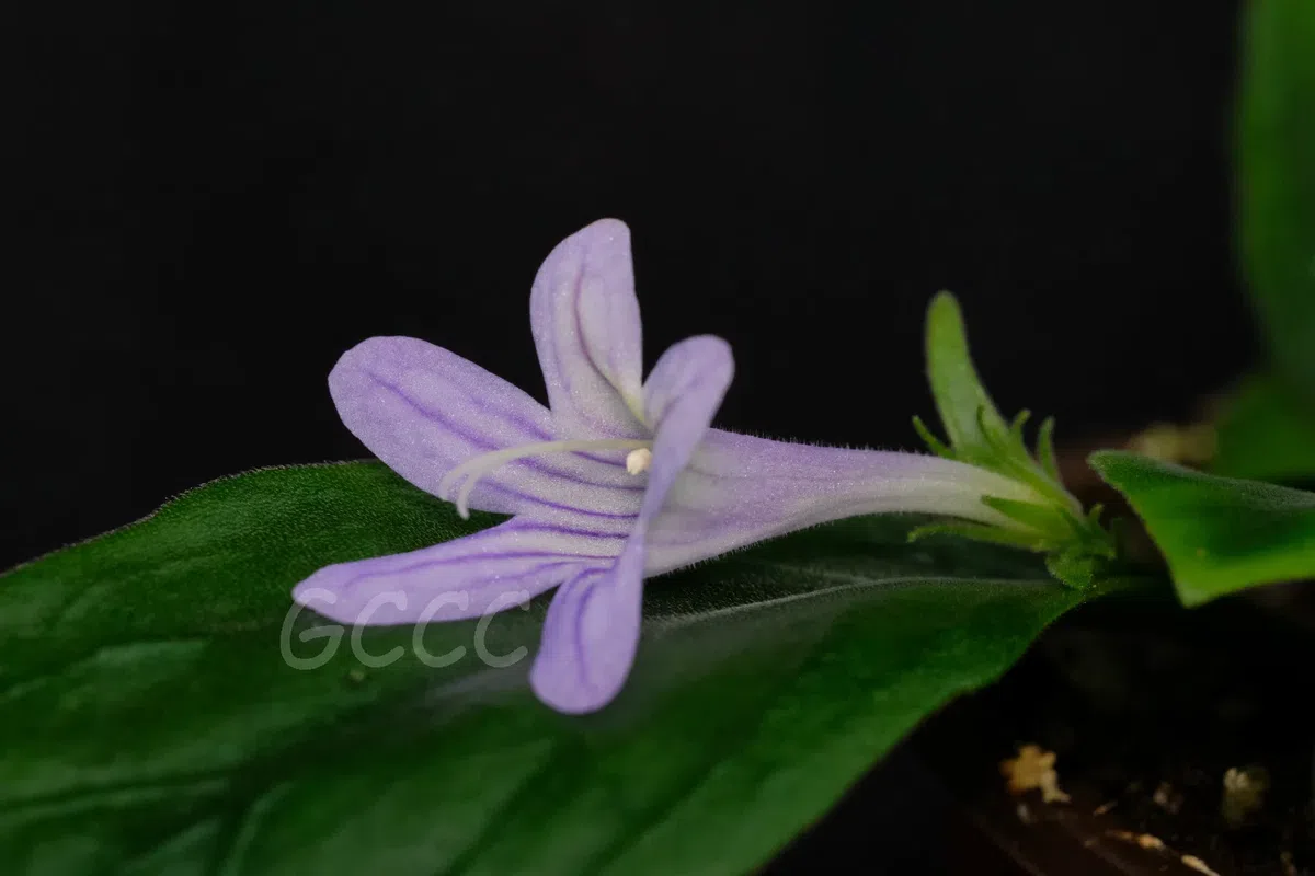 2020年度发表的苦苣苔科植物新种、新分类群和分布新记录(15)