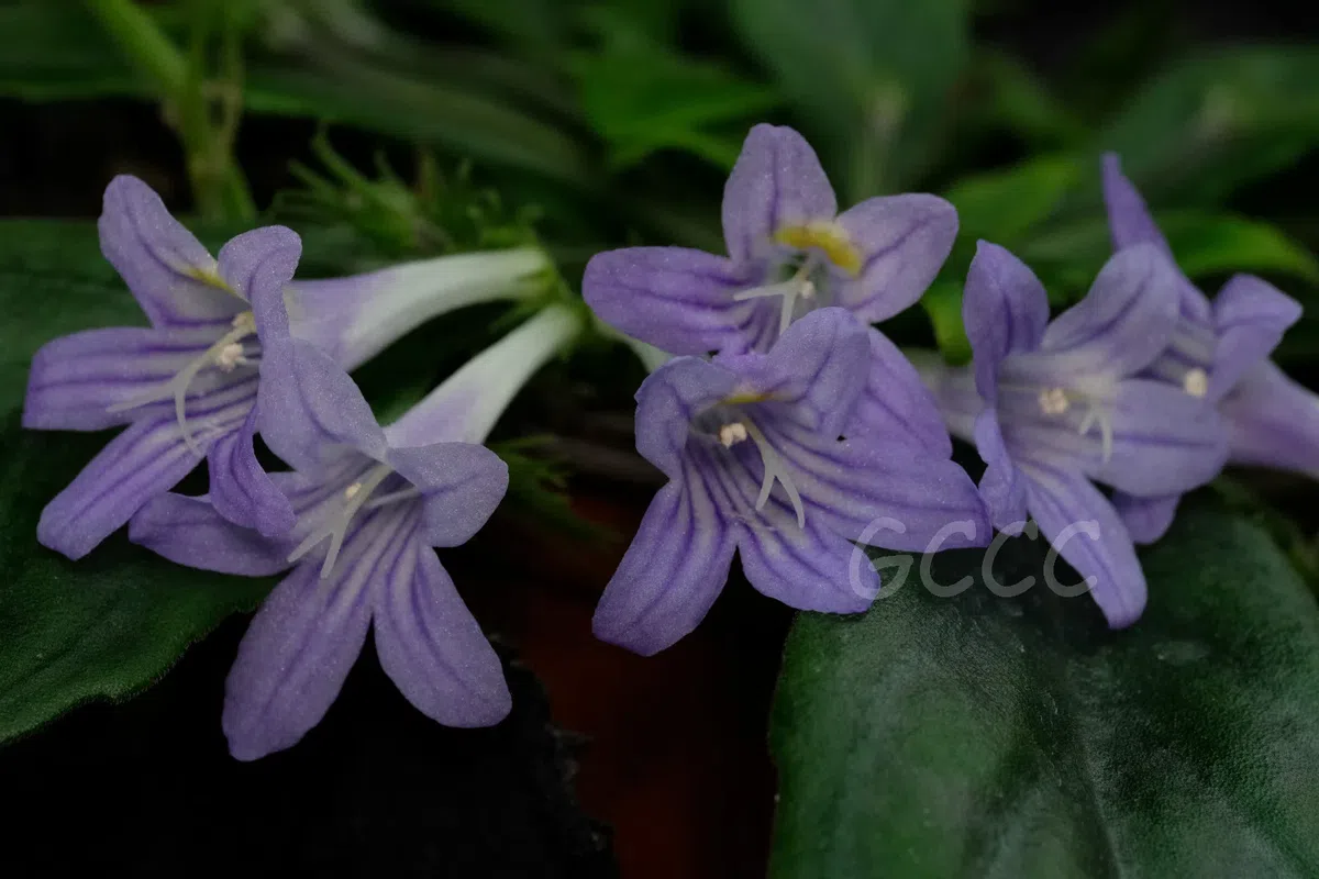 2020年度发表的苦苣苔科植物新种、新分类群和分布新记录(15)