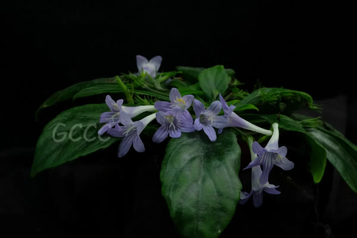 2020年度发表的苦苣苔科植物新种、新分类群和分布新记录(15)