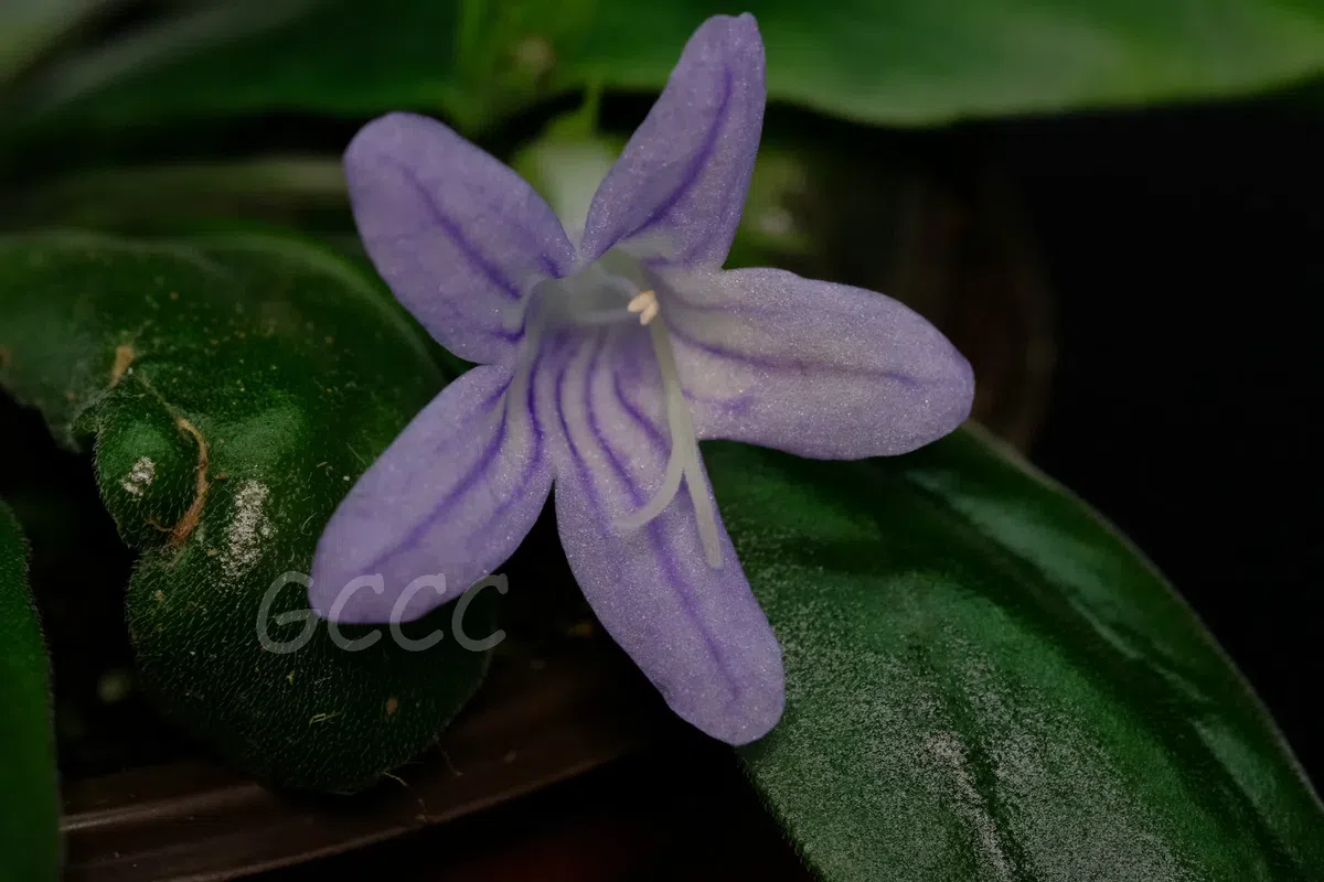 2020年度发表的苦苣苔科植物新种、新分类群和分布新记录(15)